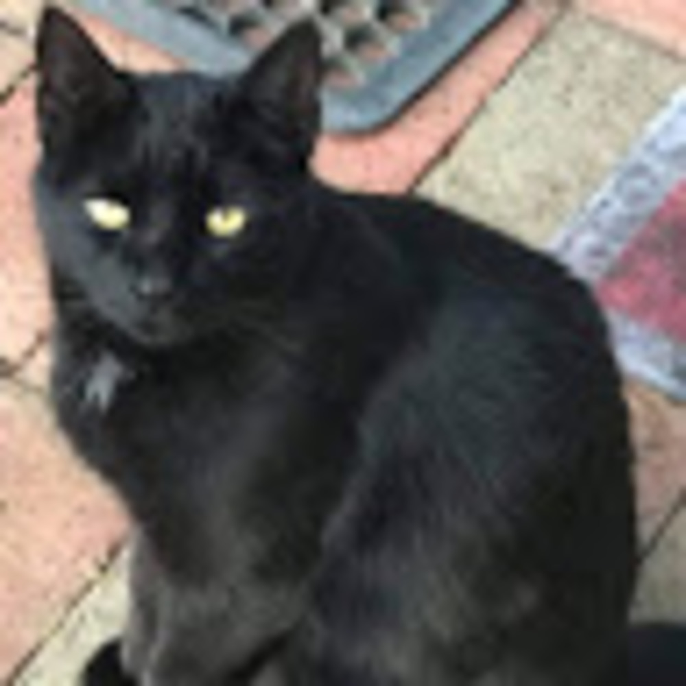 Meet your Posher, Peg